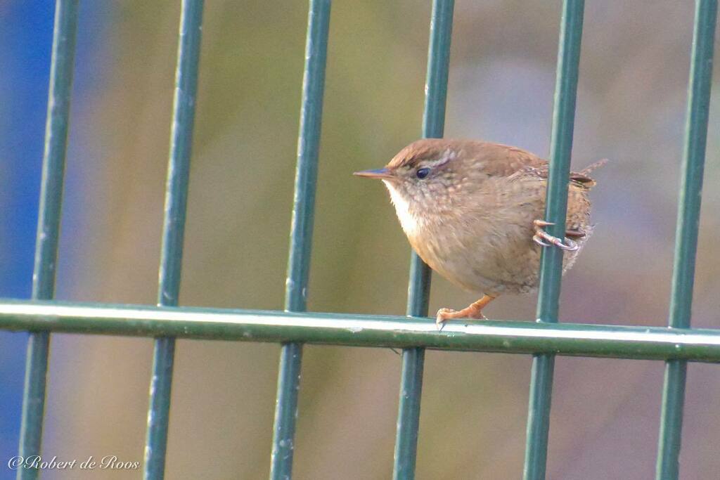 Droos_tweet's tweet photo. A eurasian wren peeking through the fence
-
#wren #eurasian #fence #bird #birds #birdphotography #birdsofinstagram #birdlovers #birdlover #birdseurope #birdsphotography #birdingphotography #birdwatching #birdsofholland #birdstagram #birding #birdphoto #b… https://t.co/VWWa4vjyuP https://t.co/k0LIjfInm7