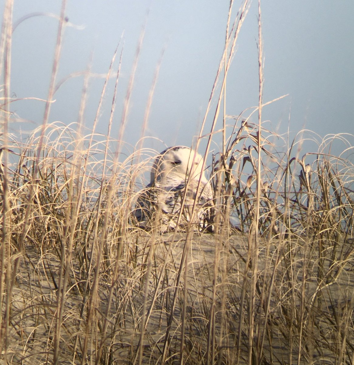 Seashore staff caught a glimpse of a snowy owl on a dune this morning around 8:30 a.m. The owl was spotted approximately a half mile south of Ramp 72 on Ocracoke Island.