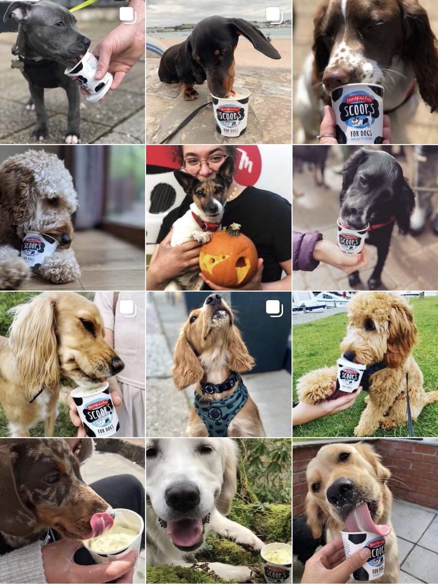 It's #BlueMonday so here's some dogs eating ice cream to perk up your day - we feel better already!🍦💙 Follow us on Insta under 'scoopsdoficecream' for more of the same wholesome content 🐾 #DogsofTwittter