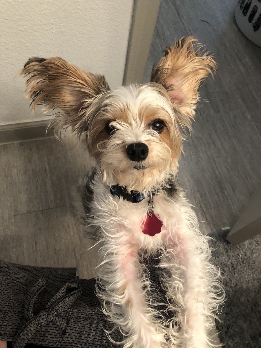 BreathCFStrong's tweet photo. So my dog is a Yorkalier and sometimes his ears flip up making him a Gizmo. #lol #funny #dog #doggo #cysticfibrosis #service #animal #diabeticalertdog #gremlins #gizmo #MondayMorning #yorkie #chronicillness #goodmorning https://t.co/q6J1l05lxh