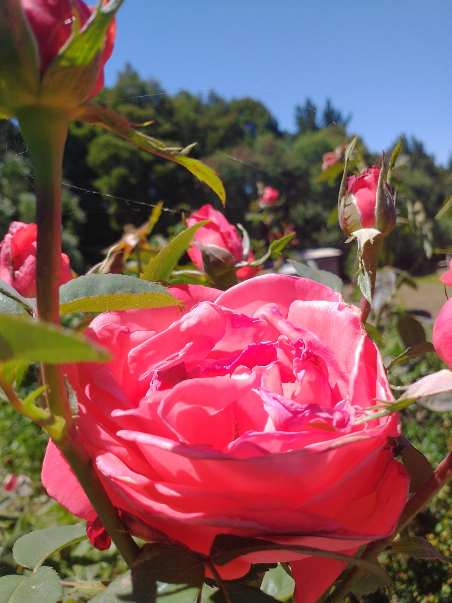 Cami_PReyes's tweet photo. Sus colores me traen tranquilidad y amor #amor #plantas #rosas #2021 https://t.co/SdfJHgSiCZ