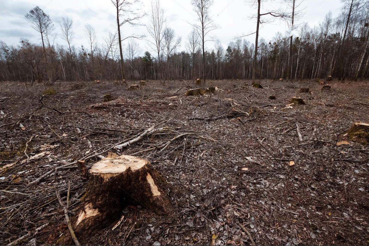 Every3Weekly's tweet photo. New GOP Forest Management Law Orders Removal Of Everything Flammable From Forests https://t.co/sh54aJtk8x https://t.co/Jxk5cBO2na