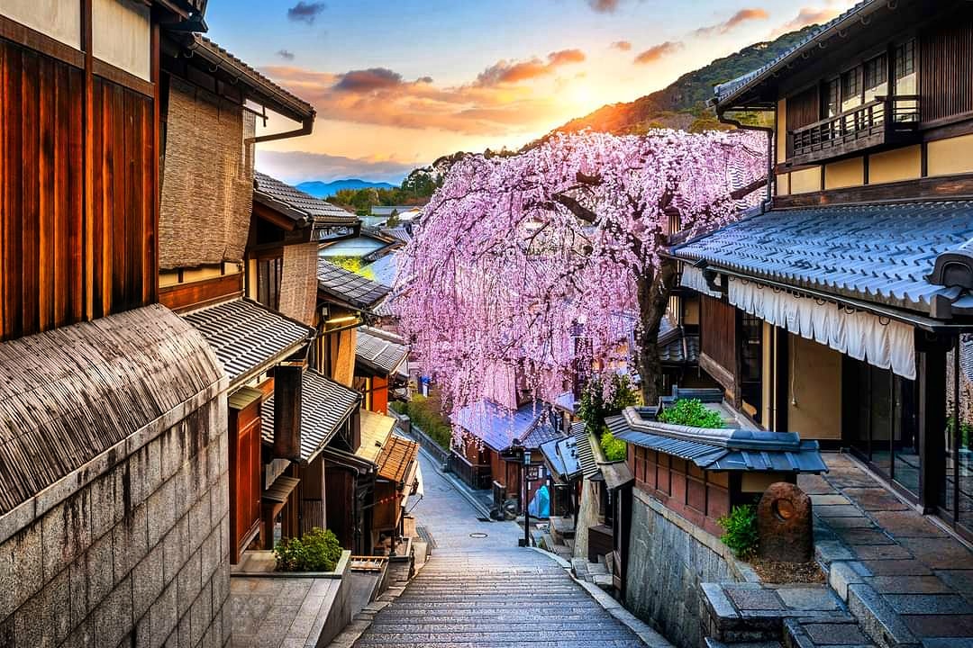 The cherry blossom, also known as Prunus cerasoides, are the gift from the Himalayas and cover the whole east and west Khasi hills. #cherryblossoms #cherryblossom #spring #sakura #japan #flowers #nature #pink #photography #cherry #kirschbl #art #cherryblossomtree #springtime