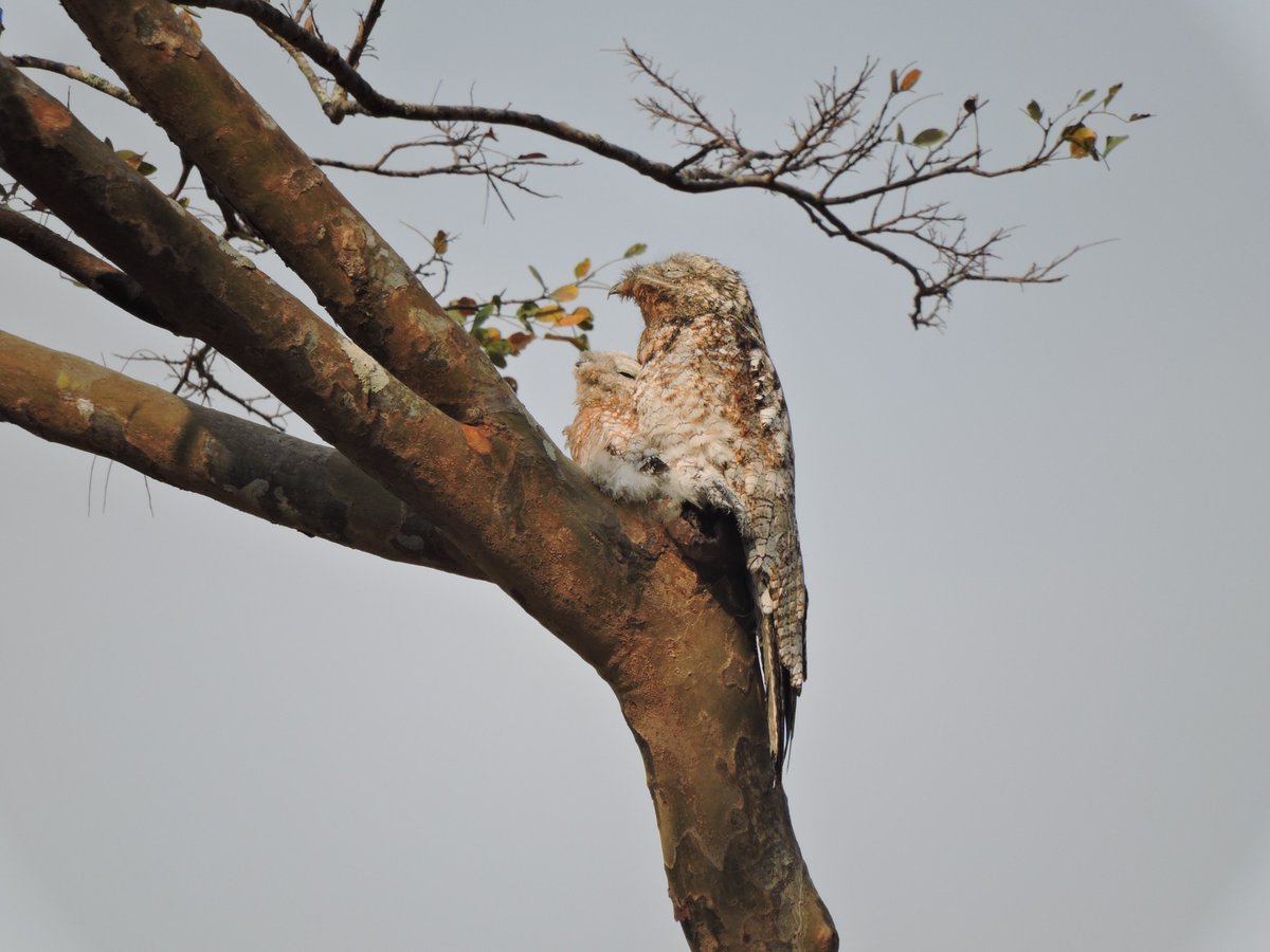 shtidjaus's tweet photo. Me and my role as a mother, covering my son in this log and giving him protection waiting for the night to come.
GREAT POTOO
𝑵𝒚𝒄𝒕𝒊𝒃𝒊𝒖𝒔 𝒈𝒓𝒂𝒏𝒅𝒊𝒔
Bienparado grande 
Monterrey, Casanare, Colombia.

#birdwatching #wildlifephotography #wildlife #wildlifeart  #animals https://t.co/qy2whRnYbv