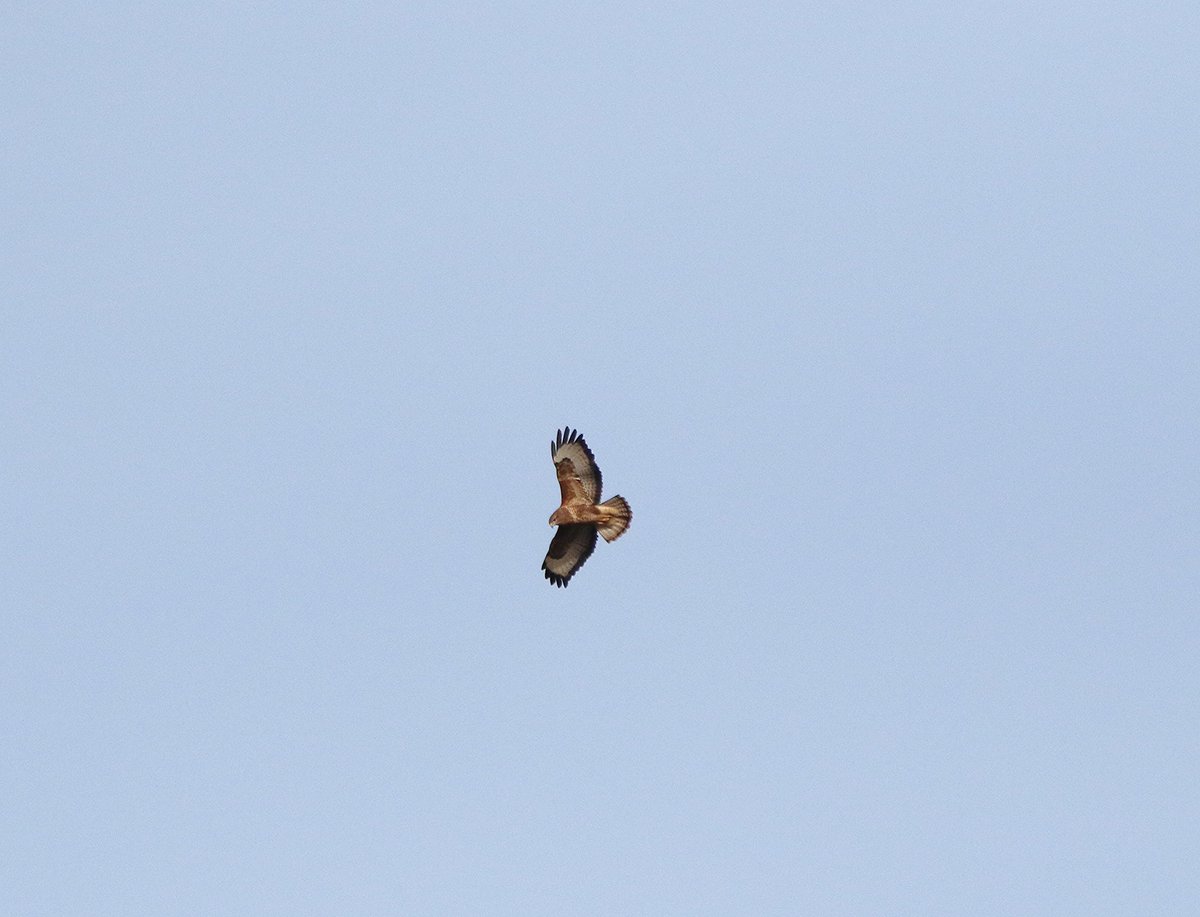 Michael55868839's tweet photo. 74 Pink F Geese flew north over elba Park yesterday other bits inc,redhead Gooseander,Little Owl,3 L Egret,Kingfisher,3 Dipper,Buzz,47 LTT,200+Redwings,45 Siskin,2 W Rail,W Tit,2 Kes 60sp noted @DurhamBirdClub #birding #birds #patch https://t.co/jcznH0Wf0Q