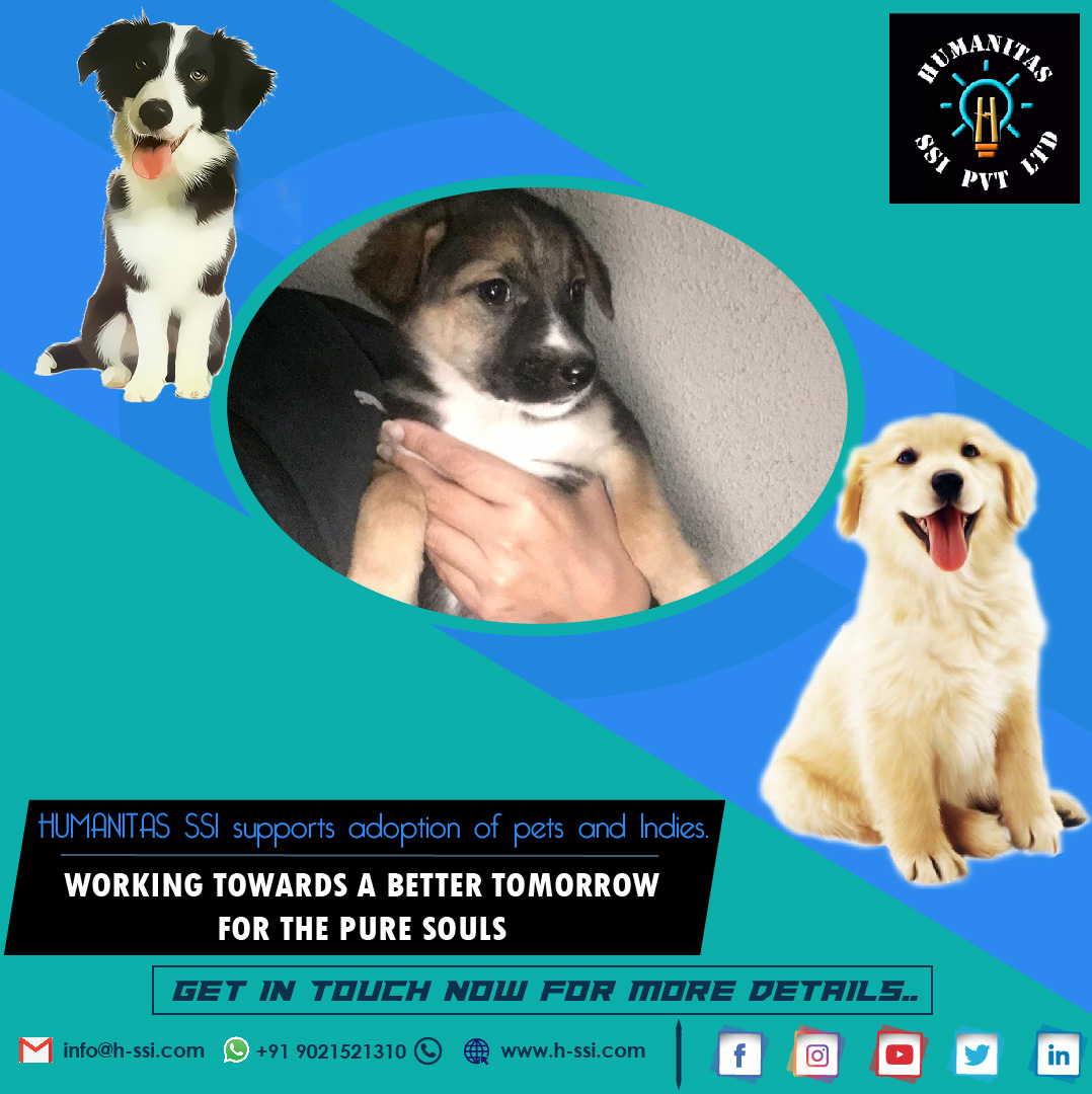 HumanitasSsi's tweet photo. WE SUPPORT THEM, DO YOU ?

SHOW YOUR LOVE FOR THEM NOW...CALL US AT - 9689574485 or 9021521310

#hssisabmilega #HSSI #humanitasforpets #humanitassupportsadoption #PetAdoptions #adoption #dogs #pets https://t.co/QNXKbtmOGK