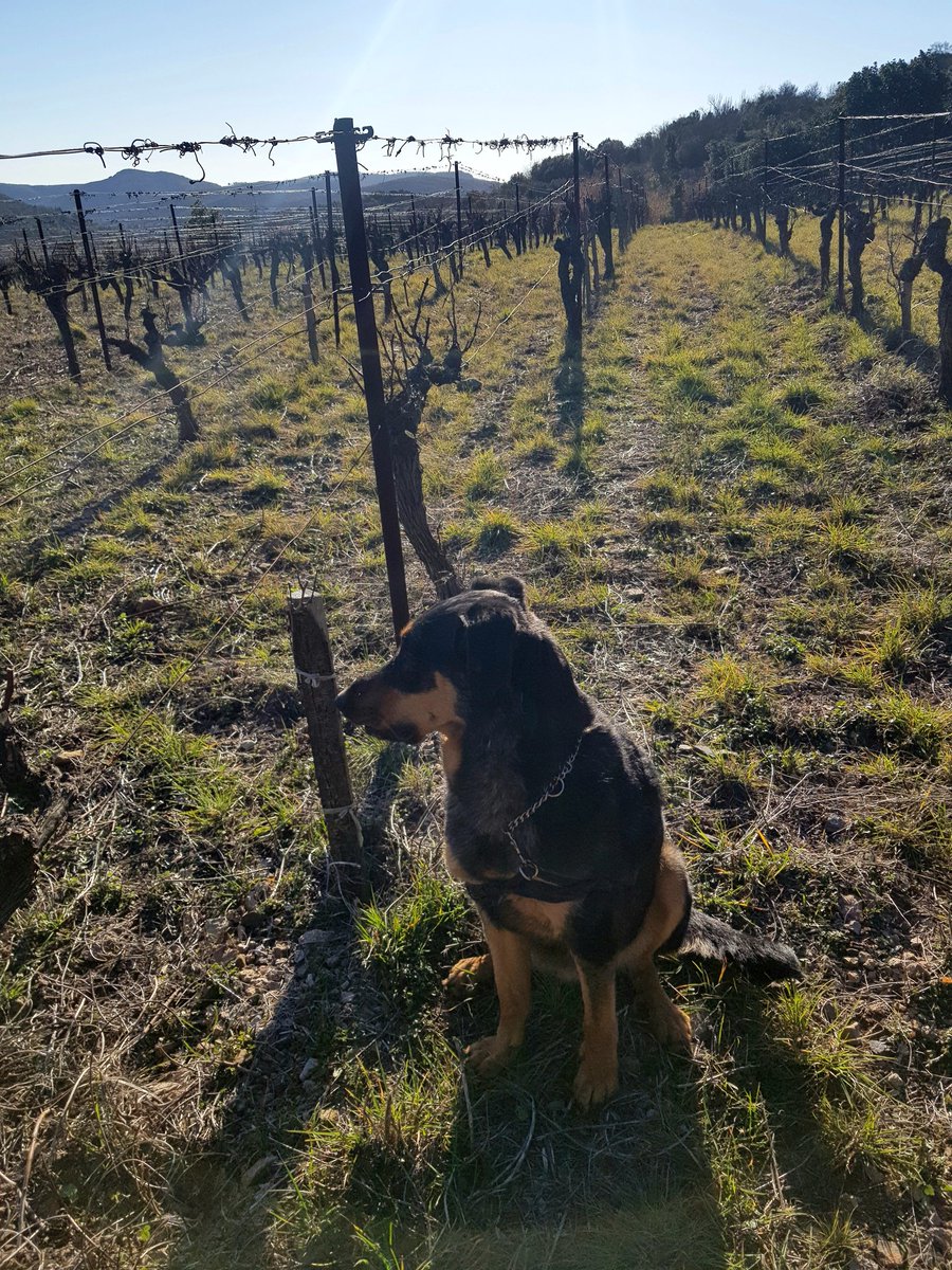 veromascoris's tweet photo. Journée de taille fraîche et ventée ce matin, toute douce cet après-midi 😊
J'avance, avec la compagnie d'Ohana. Vous m'avez pas entendu de chez vous lui crier "freineuuuu !" ? Parce qu'elle court à fond et.. ne freine jamais 😂
#MasCoris #PicdeVissou #Vinsbio
#BeauceronArlequin https://t.co/VJgiakd7le