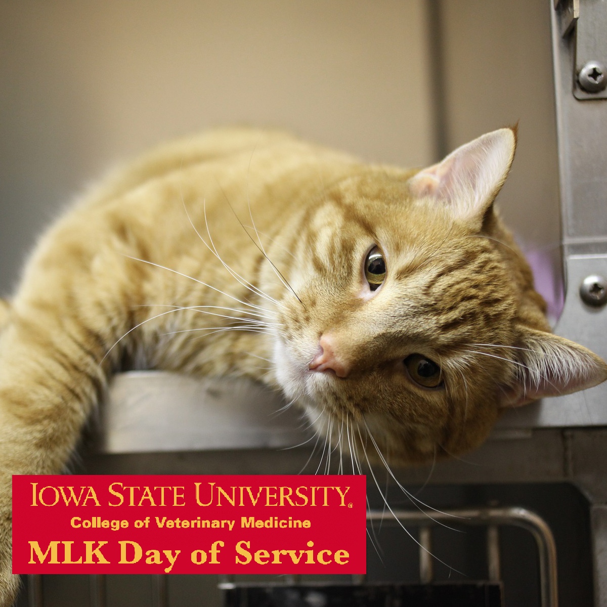 ISUVetMed's tweet photo. Thank you to all of those joining our #MLKVirtualVolunteer challenges! Now we have a new challenge for you: Donate to a good cause, or help us spread the word. Check out the https://t.co/TtOsxdw5q5 website and click on the “Donate Now” link (top right). 
https://t.co/TM7Qkl8av5 https://t.co/oAix03CMwZ