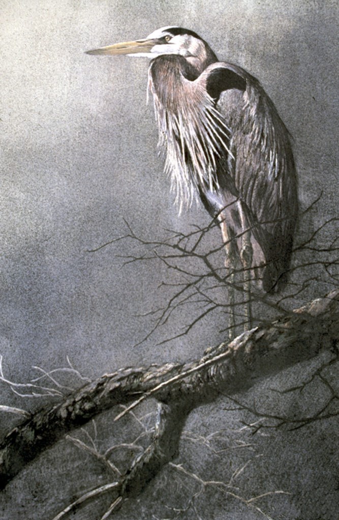 AFKSmithGallery's tweet photo. Artist #RobertBateman is renowned for his realistic & evocative depictions of #wildlife. "Great Blue Heron" (1991), a five-colour #lithographprint, demonstrates Bateman's deep appreciation for #nature. Find this #AFKArtistEdition in our print shop: https://t.co/zcWoWrQF5E @NVSD44 https://t.co/Yh7YfBH6GT