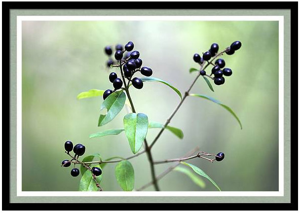marybedy's tweet photo. Fall Berries 101319
https://t.co/uGEcNMEb9r #berries #fallberries #wildberries #marybedy https://t.co/7kSF0H3XTJ