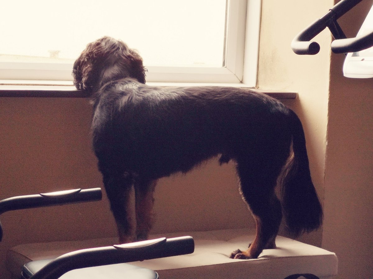 mojomarconi's tweet image. Waiting for hudaddy to come back from Tesco &amp;amp; the Raw 4 Pawz pet food shop with my stuff.  Humummy wanted to go on her bike but I wouldn't move til hudaddy got back.  I'm now having a pigs ear 🤣 #dogsarelove #dogsarefamily #rawfoodfordogs