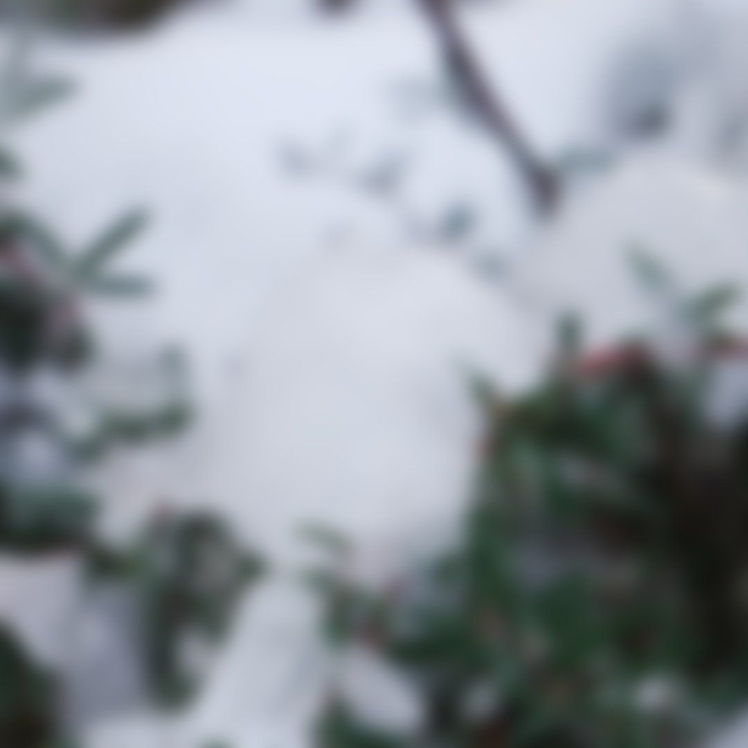 EbixLucksi's tweet image. La neige est bien présente ici ! 🌨

Post insta : ow.ly/R0pu30rtaBV

#YouTube #Twitch #tiktok #mood  #2021 #sapins #snow #neige #flocons #nature #style #winter #hiver #picoftheday #paysage #photography #wintervibes #snowy #insta