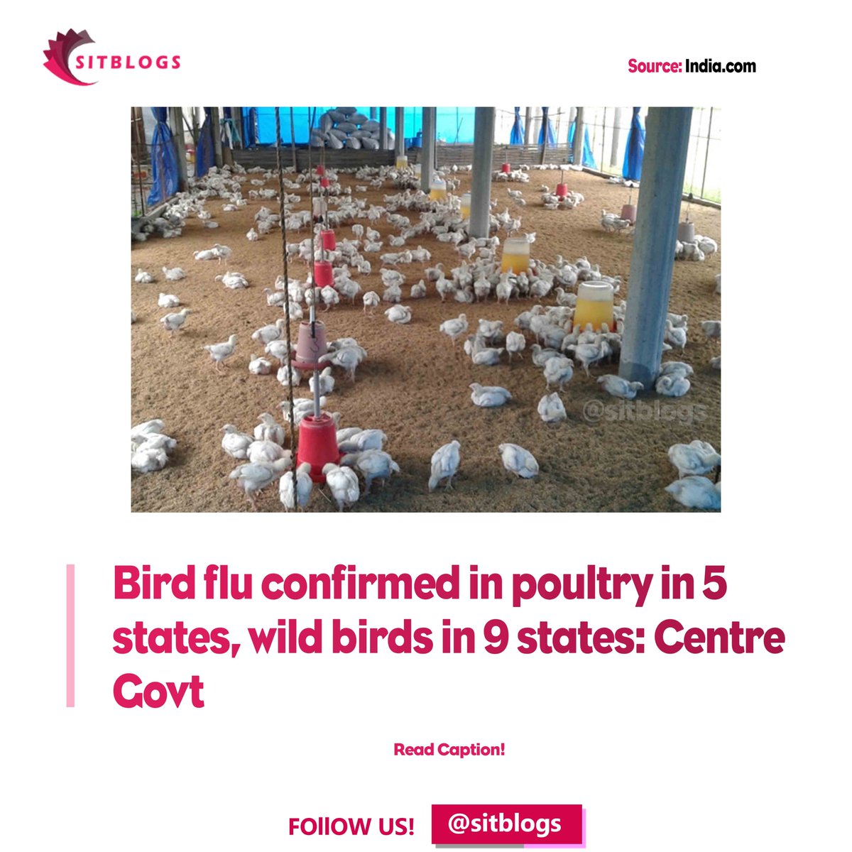 sitblogs's tweet photo. Bird Flu in Poultry Confirmed in 5 States So Far, Culling Operations On

| Follow us @sitblogs

He outbreak of H5N8 strain of bird flu has been confirmed in 14 Indian states, the government said on Monday.

#trendingnews #sitblogs #somethingistrending #newsoftheday #indianews https://t.co/iJC1BkQhtN