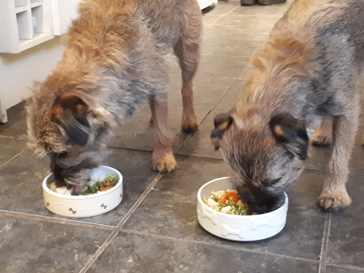 mabelandstanley's tweet photo. Pals, pals, for our tea today we did score sum chiggin, vedge n gravy wiv a pig-in-blanket wot hoos did save for us n it woz nommy nomtastic *pats tummys* ๐๐๐๐ #mondayroast #isthereanymore #BTPosse #dogsoftwitter https://t.co/T0PNQ1askg