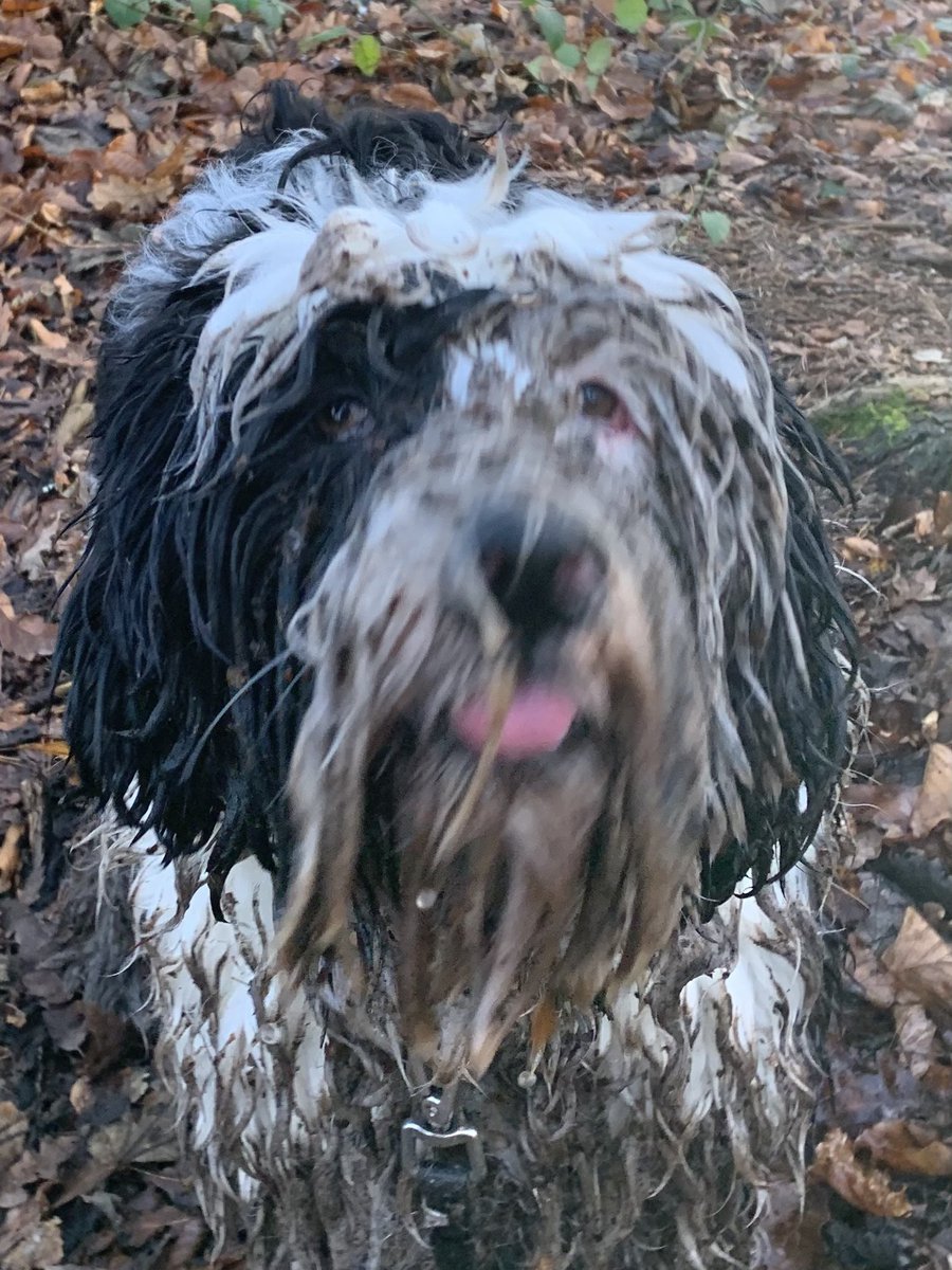 DogsPutting's tweet photo. #twitoftheday #love #puttingdogsfirst #pdf https://t.co/AB8y741xl0