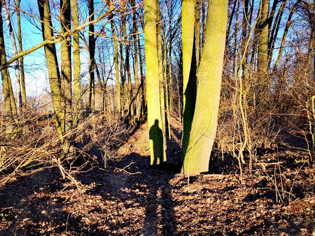 benictures's tweet photo. NOVEMBER SCENERY
#november #trees #sunshine #autumn #sihoulette #shadow #yellow #forrest #branches #colorful #love #scenery #landscape #Landschaft #Photographie #photography https://t.co/DaJcymxDNg