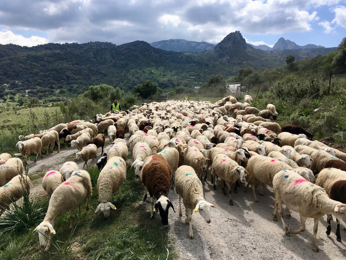Better watch out for this lot! Does anyone recognise those hilltops? This part of the country has particularly mild winters so it's a great place for some  shoulder-season walking. Spring and autumn are the best months 🙂 
#onfootholidays #wishwewerethere #baabaa #happyholidays