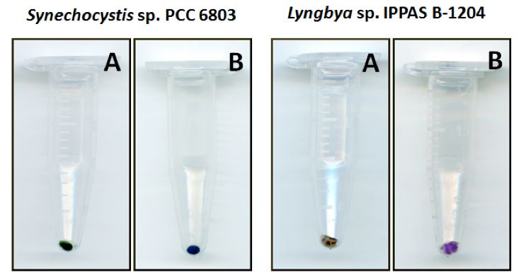 Most Cited: Measurement of Chlorophyll a and Carotenoids Concentration in Cyanobacteria
bio-protocol.org/e1467

More #microbiology #protocols in our archive: bit.ly/35yDuXG
#reproducibility