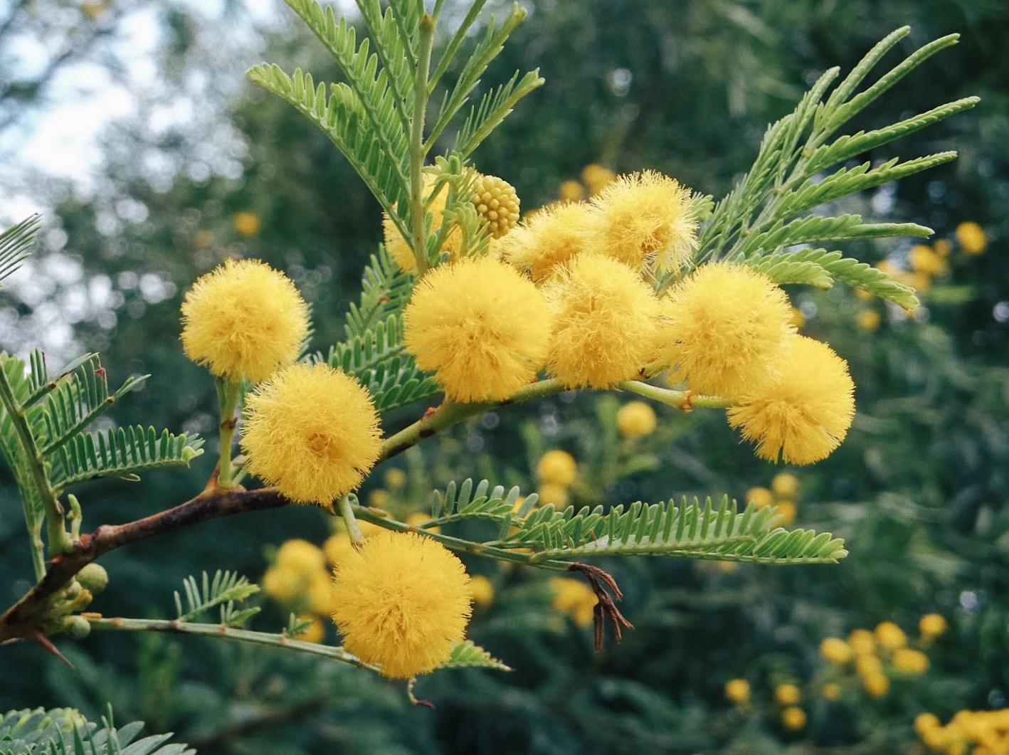 Food Trees For Africa Each Year Two Tree Species One Common And One Rare Are Crowned Treeoftheyear This Is To Increase Public Awareness Around The 00 Plus Indigenous