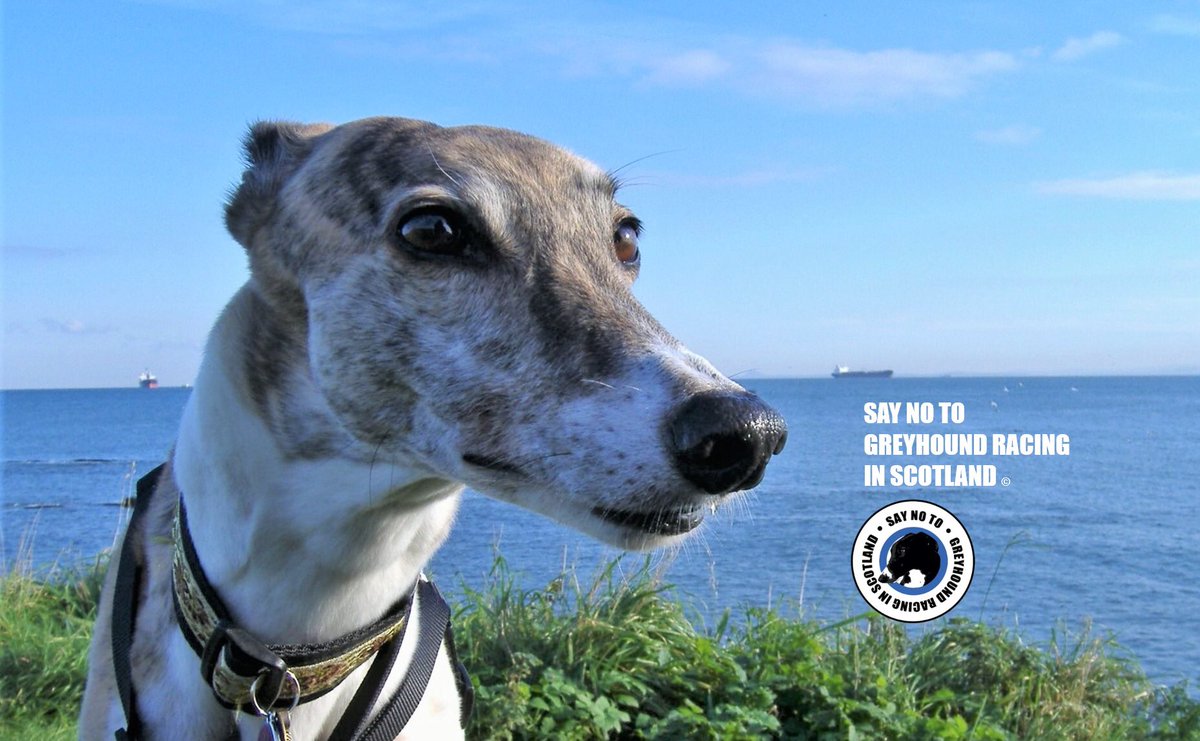 Over 800 #Greyhounds are out racing on the tracks today to service the gambling industry. Latest official data tells us in 2019, 4970 dogs were injured. 2768 of those were hock, wrist, foot and long bone injuries. BROKEN BONES. #BanGreyhoundRacing

petition.parliament.uk/petitions/5540… ✍🏻 🙏🏻