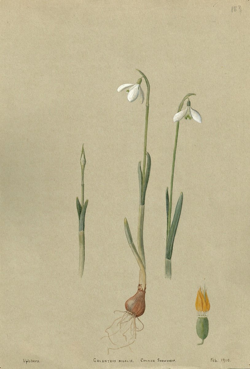 Precisely observed snowdrops from the Diana Ruth Wilson Botanical collection @SherborneTIC #VisitSherborne #VisitDorset #BotanicMonday #DorsetHour #wildflowerhour #wildflowers