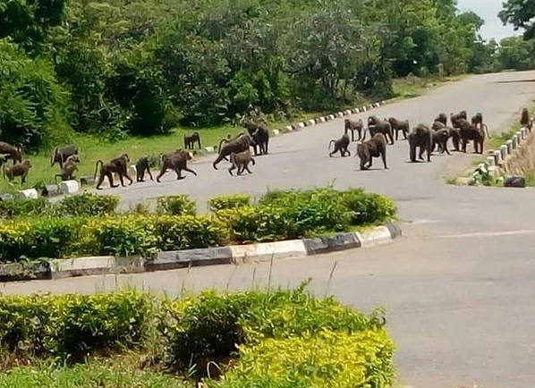Experience the beauty of Nature when you visit Yankari to see the rare and majestic olive baboons in their natural habitat. They are termed the "Yankari area boys".

Plan your bucket-list experience at an unbeatable offer today at yankarigamereserve.com.ng
