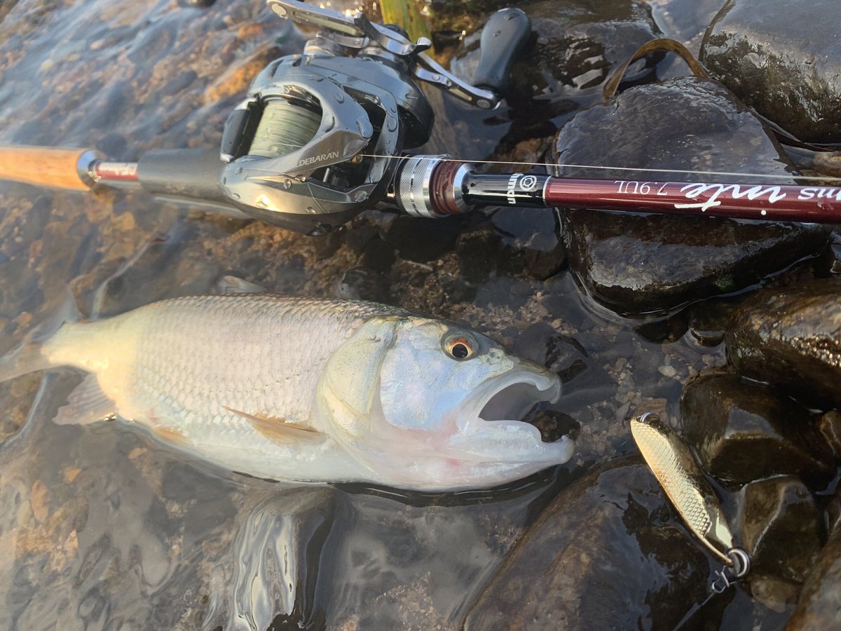 野営王 なかなか釣りに行けないので自慢のケタバスを貼ろう T Co Hrqb55kyug Twitter