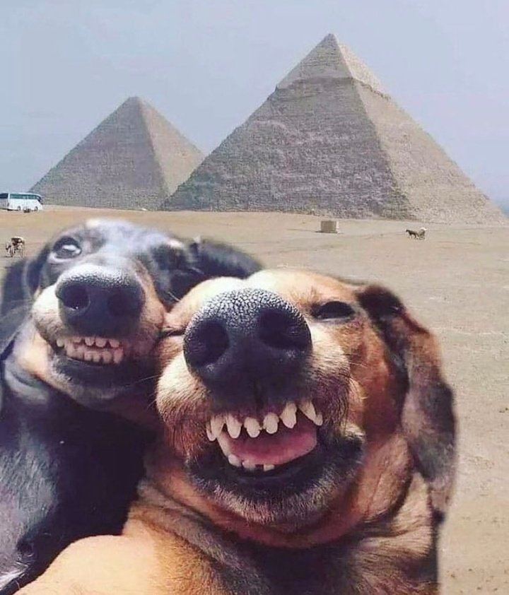 Priyankapree30's tweet photo. They also met on Twitter.😂😂    #WeMetOnTwitter https://t.co/4Fhqp2Pbq8