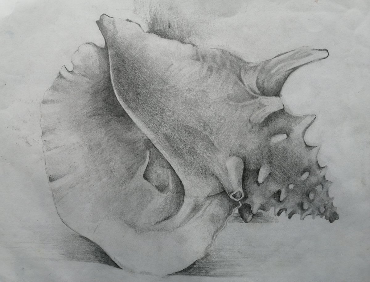 Sarahballartist's tweet photo. Reviewing: This drawing I made when I was 18 years old. My teacher made us draw, draw, draw. We were not allowed to discover colour until we had begun to understand what was in front of us. #shell #lookingbacktolookforward #drawing #pencil #stilldrawing #studiorefresh #observe https://t.co/NkSVDXjJYG