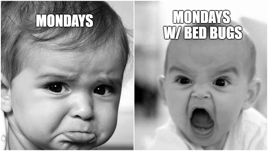 Extreme_Heat_PC's tweet photo. Yes...your #MondayMorning could be worse.
Don't let #bedbugs ruin another weekend.
It's time to take back your sleep.
It's time to #GetExtreme!
#home #healthy https://t.co/hf9fDTdp87