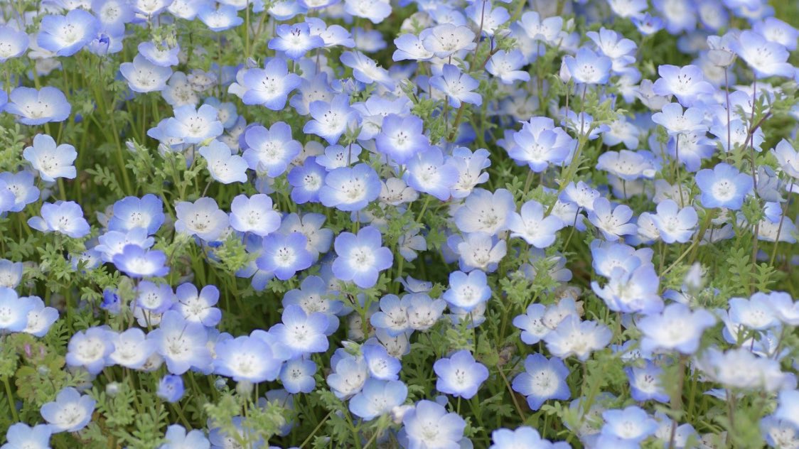 เนโมฟีล่า (น.)
หรือ Baby blue eyes ดอกไม้แห่งความน่ารัก เหมือนกับต้องการบอกให้เขารู้ว่า ”เธอน่ารักจัง ทั้งสดใสและน่าเอ็นดูเหมือนกับเด็กๆ” หรือบอกว่า ’เขาเป็นความน่ารักของคุณ’ เขาทำให้คนที่มองอยู่ตรงนี้ยิ้มตามไปด้วยเลย