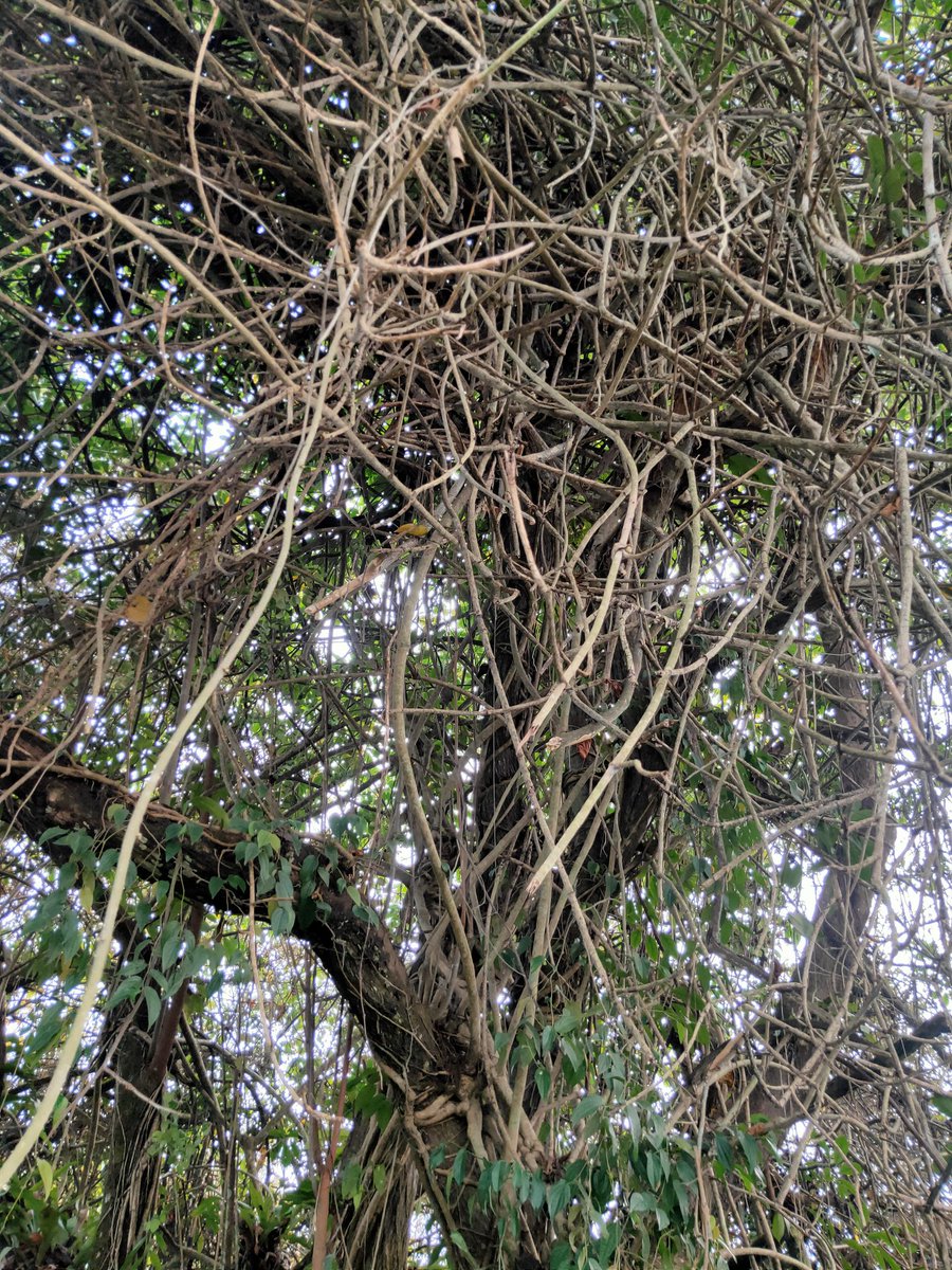 hemajitphukon's tweet photo. "During Cleanliness drive in #BuriDehing River which is also a part of Undivided #Dehing_Patkai... 

"Human life is valueless without other 8 million species"-CHDP 

#ForNature 
🌱☘️🍀🌿🍃🍂🌎
#Buri_Dehing  #Biodiversity #SDGs #MyClimateAction https://t.co/VNU2afawQc