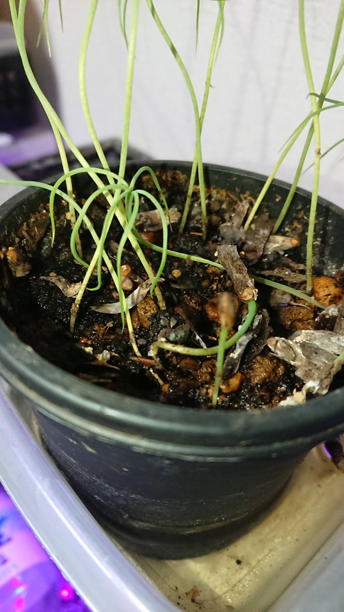 松盆栽 松盆栽