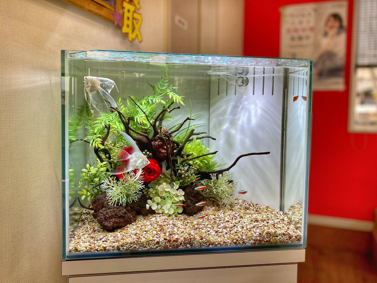 マーカー 一回 修理工 水槽 造花 I Marusho Jp