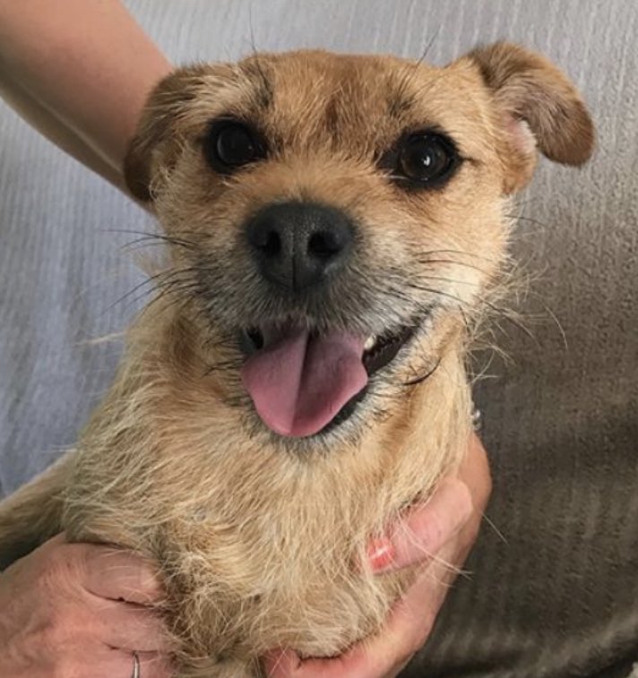 Stung seven times by a wasp on my head day