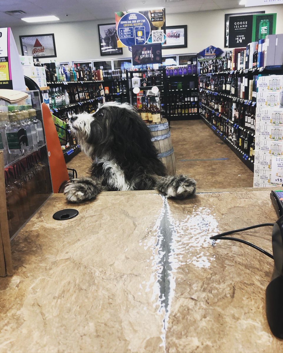 Our favorite customer 😍 he’s a little too interested in the fudge 🤔
•
#bernadoodle #bootcrew #officepup #bestcustomers #lifelongcustomer #mondaymotivation