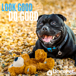GuelphHumane's tweet photo. NEWS RELEASE: Guelph Humane Society Receives $10,000 Donation from DocuPet #guelph #donations https://t.co/AMboWj1V0N https://t.co/Pb2S34S8qK