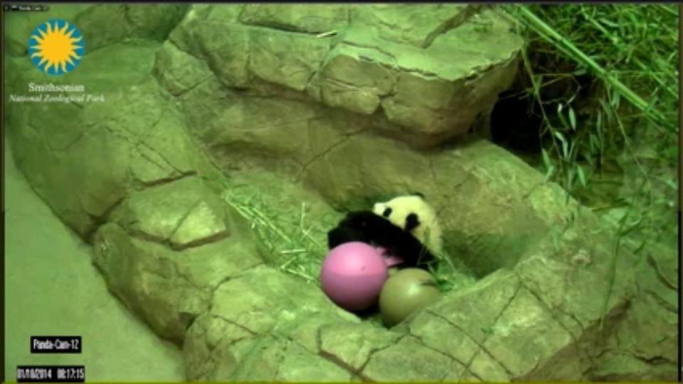 pinkypanda0823's tweet photo. GMLY and Happy #MiniPandaMonday!! https://t.co/YMHAG1PYGT