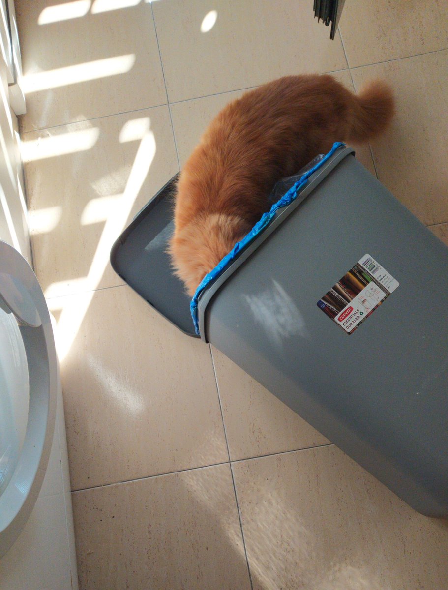 Alf30148044's tweet photo. I'm sorry, i was very busy, how you can see...mmm ... I know there is tuna around here ... where will they hide it from me !!!! yumi #ilovetuna #garbagecat #racoon #CatsOnTwitter https://t.co/KzETxGa2w9