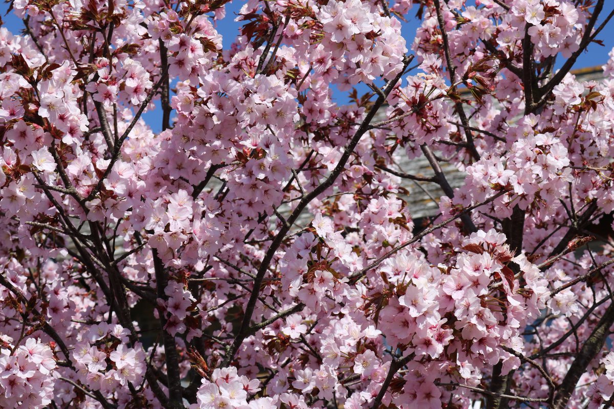 PhotographySvj's tweet photo. Looking forward to seeing this gorgeous blossom again this year...January is nearly over right? 🌸🌸🌸
#Whitstable #Kent #England #blossom #pink #cherryblossom #Spring #Winter #nature #walking https://t.co/7Pc90KviWs