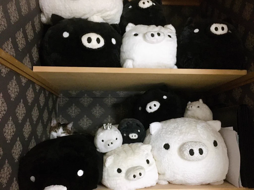 @hihihi_sai 以前実家に帰った時の押入れにて…
めちゃくちゃ探しました！ 