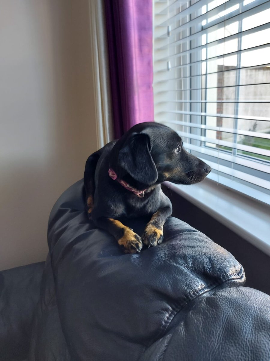Rossa774's tweet photo. #XTZ #TEZOS #TEZ🚀

Picture sent to me whilst in work. 

Someone waiting for me to get home.!!!. 

#someonelovesme🐶
#dogsoftezos

$xtz 🚀🚀🚀🚀🚀🚀🚀🚀🚀🚀🔴 https://t.co/azeYT2j9Hq
