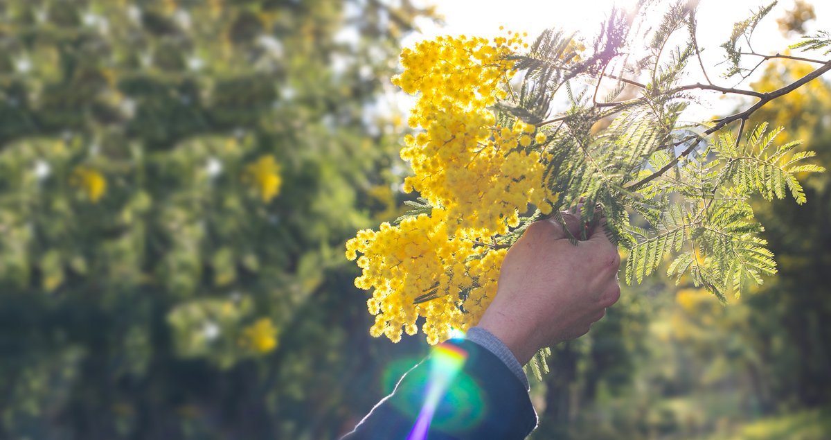 Fête du Mimosa - du 18 au 24 juillet 2021 💐
En fêtant les fleurs, Monsieur Marguerite met en lumière les plus belles fleurs de saison , le savoir-faire de nos horticulteurs français et la diversité de la flore française.
Cultivons l'Amour ! ❤️
monsieurmarguerite.com/bottes-de-sais…