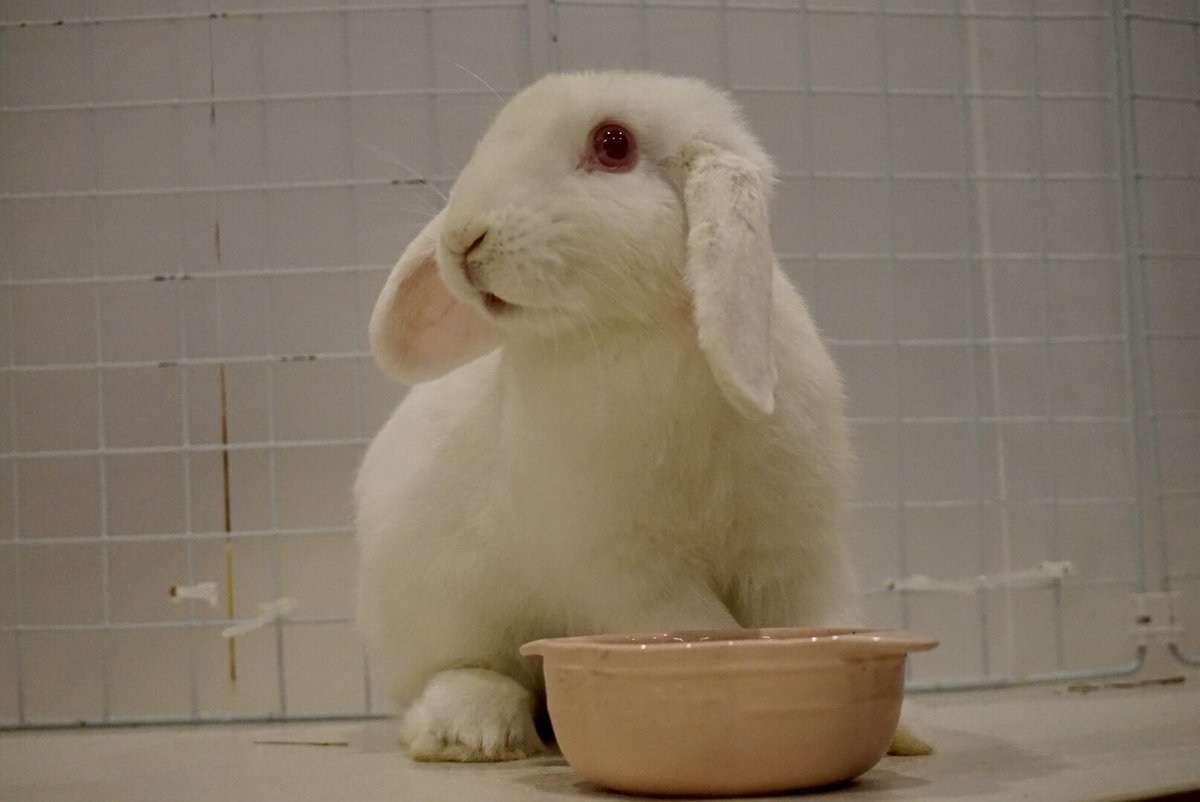 ぷぅぷー夫婦 夫 うちの子紹介です ロップイヤー男の子のカプリスです うちに来て4ヶ月経ってます 笑 抱っこはイヤイヤだけど人懐っこい性格です うさぎ ロップイヤー