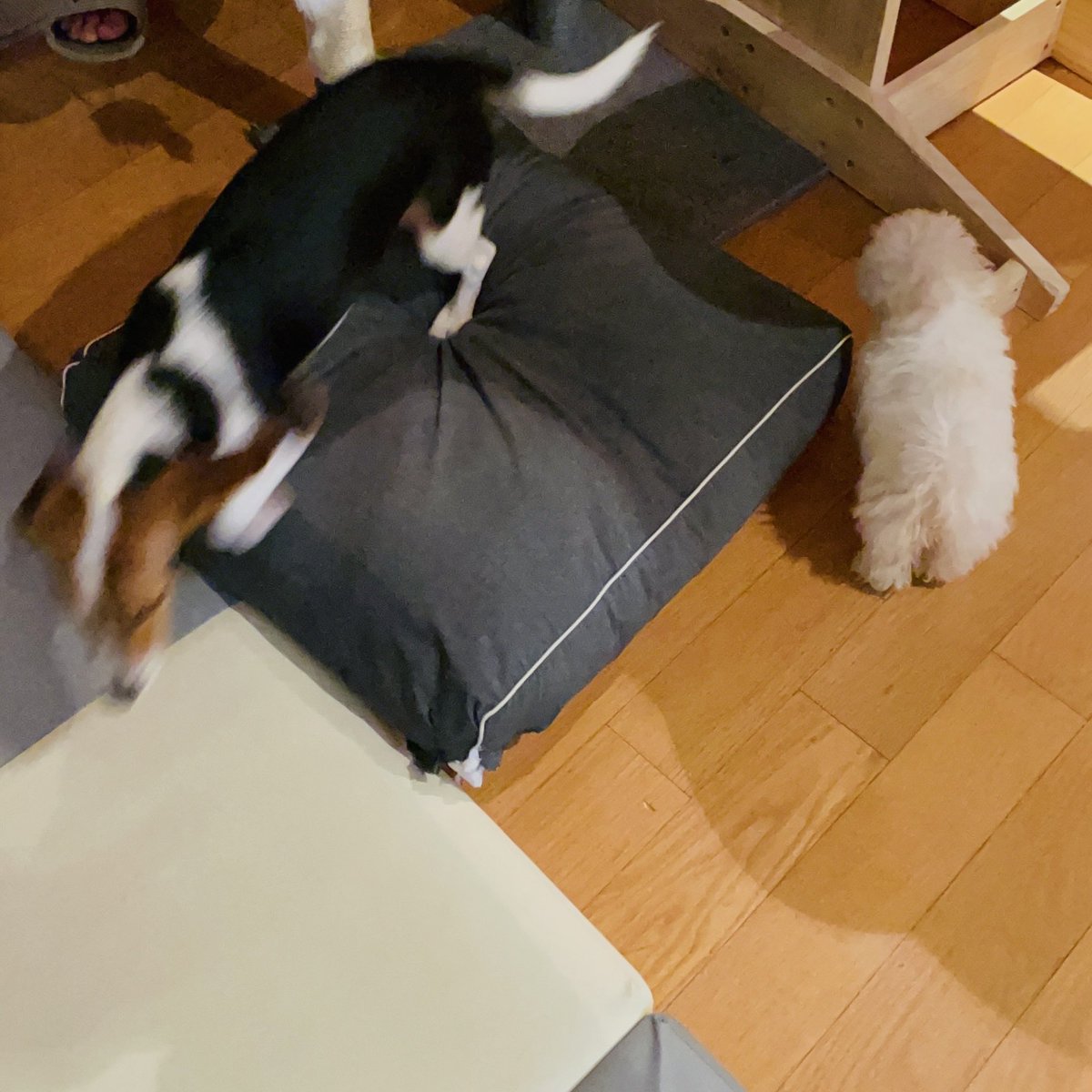 tiny_daegal's tweet photo. kun's 💭 bella with daegal 🐶🐶 https://t.co/iZ5RJIn9mj