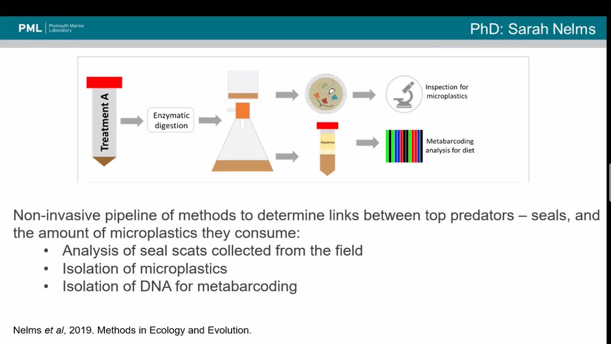 adrianamordente's tweet photo. DNA #metabarcoding can be used to study the trophic transfer of #microplastics through
zooplankton --> fish--> top predators
Brilliant seminar of @LindequePk and her lab on the prevalence, problems, and solutions of microplastics! https://t.co/J4ZjiWdmj4