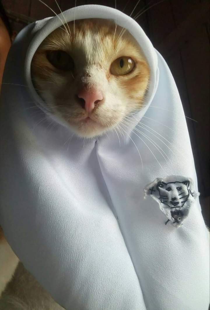 ulat_bulu_bulu's tweet photo. Lama sangat tak sekolah sampai hilang bentuk asal lencana dia. https://t.co/gMO6UgqVsw
