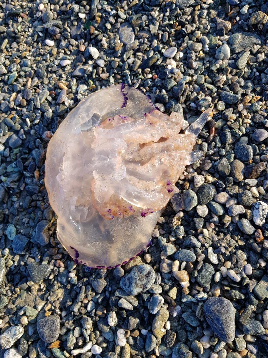 EliQuater's tweet photo. Una medusa spiaggiata..abbiamo provato a rimetterla in mare! https://t.co/RR3PJwTyi6