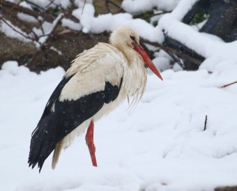 Poslednjih godina @BirdLifeSerbia prima pozive od zabrinutih građana koji zahtevaju da se bele rode koje tokom zimskih meseci borave u Srbiji zbrinu. Tako je i ove zime.
bit.ly/2KurWNU
#belerode #BirdLifeSerbia #pticeselice