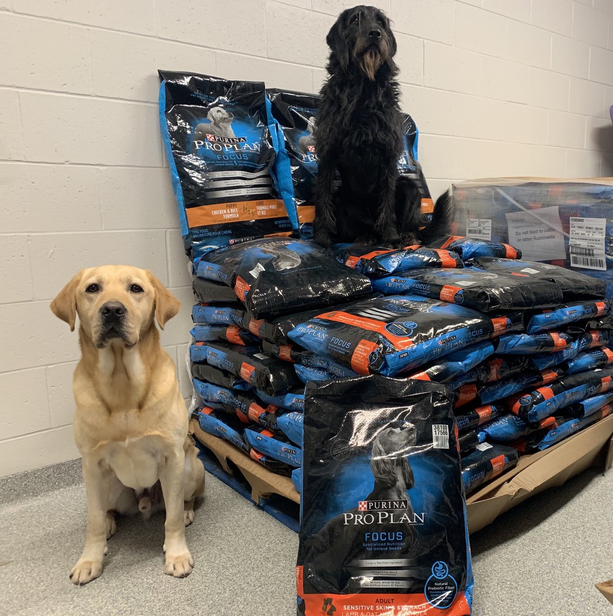 CDNGuideDogs's tweet photo. In anticipation of our new training kennel opening last month, Purina Canada very generously donated enough food to fill our food storage room for our #futureguidedogs! A big thank you to Purina who have been our food partner for 36 years! 🦮❤️🍲 https://t.co/LGyA4GYjxO